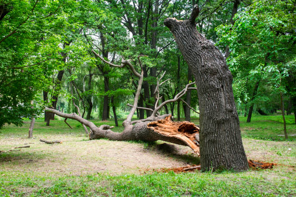 How Our Tree Care Process Works  in  Laconia, NH