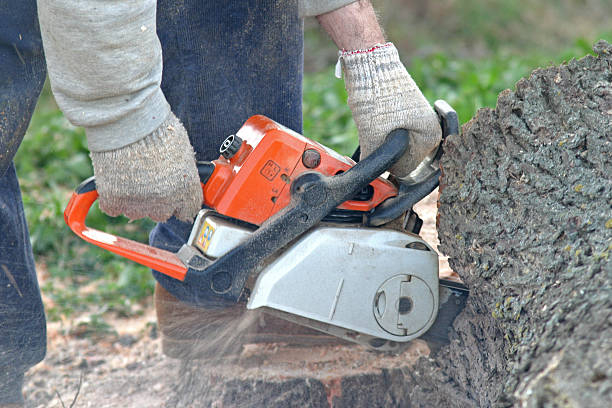 Trusted Laconia, NH Tree Services Experts